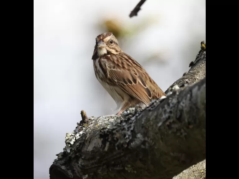 A black-capped chickadee at Breakneck Hill Conservation Land in Southborough, photographed by Steve Forman.
