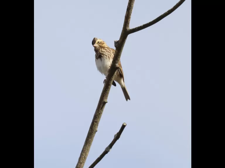 A black-capped chickadee at Breakneck Hill Conservation Land in Southborough, photographed by Steve Forman.