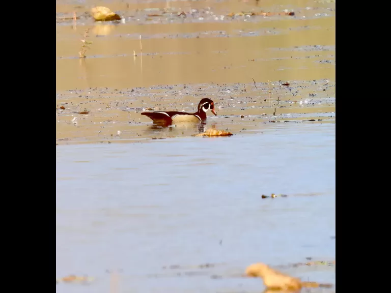 American coots at Great Meadows in Concord, photographed by Steve Forman.