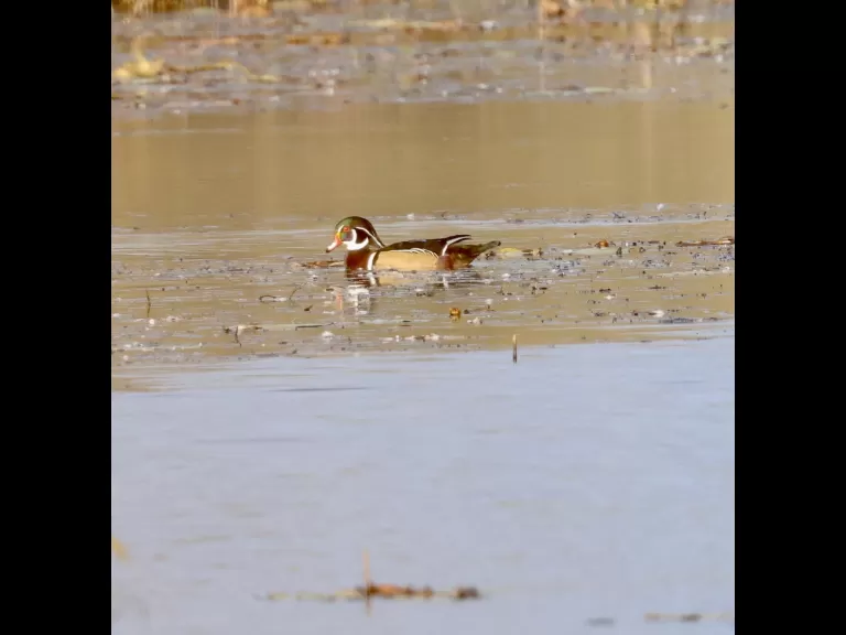 American coots at Great Meadows in Concord, photographed by Steve Forman.