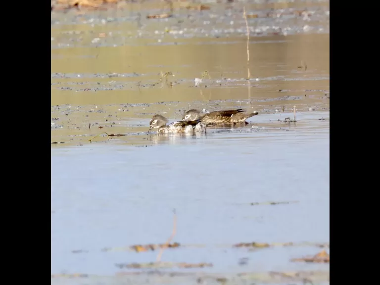 American coots at Great Meadows in Concord, photographed by Steve Forman.