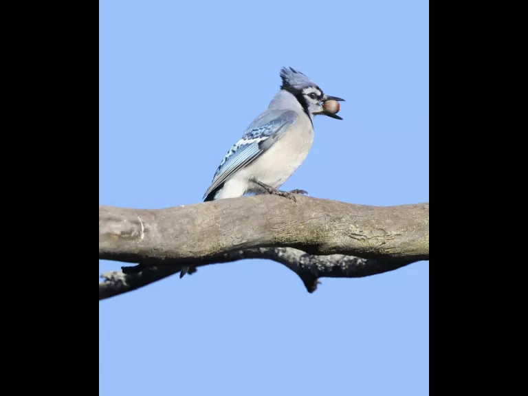 A blue jay at Breakneck Hill Conservation Land in Southborough, photographed by Steve Forman.