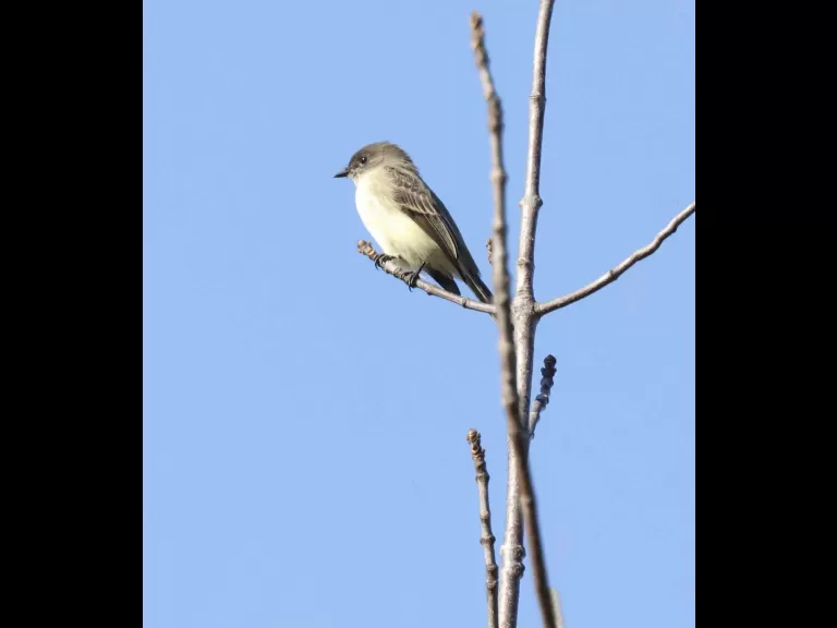 A blue jay at Breakneck Hill Conservation Land in Southborough, photographed by Steve Forman.