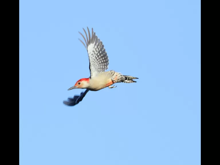 A blue jay at Breakneck Hill Conservation Land in Southborough, photographed by Steve Forman.