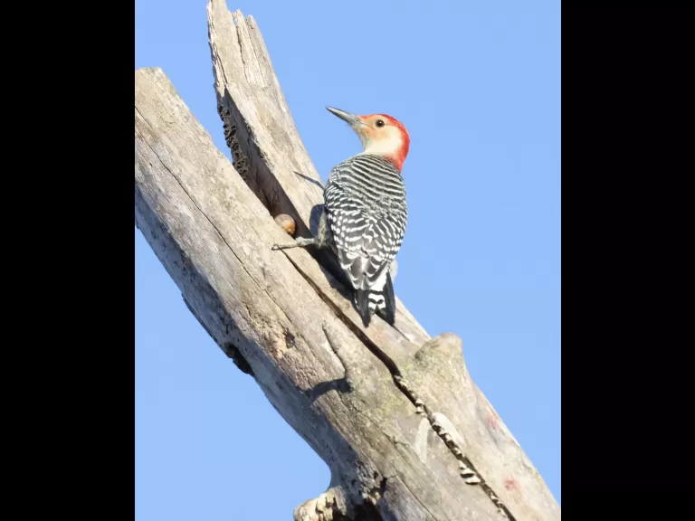 A blue jay at Breakneck Hill Conservation Land in Southborough, photographed by Steve Forman.