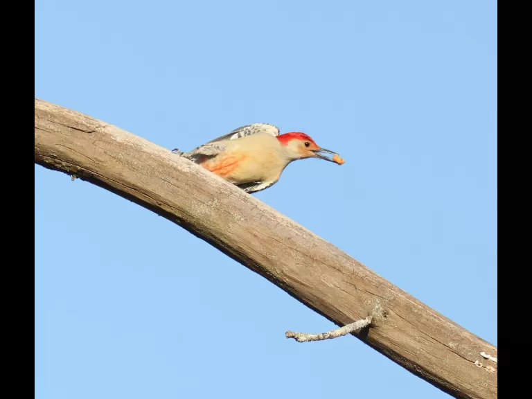 A blue jay at Breakneck Hill Conservation Land in Southborough, photographed by Steve Forman.