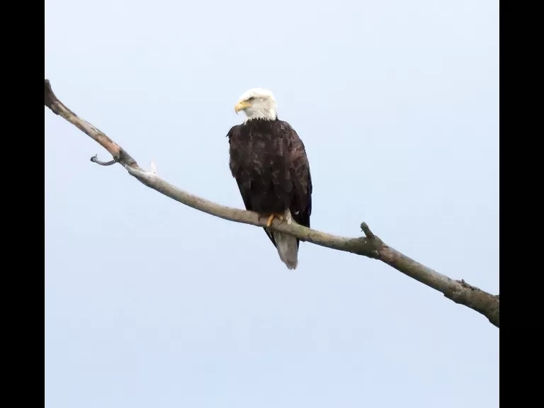 A bald eagle at the Sudbury Reservoir in Southborough, photographed by Steve Forman.