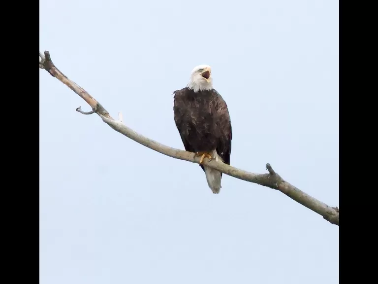 A bald eagle at the Sudbury Reservoir in Southborough, photographed by Steve Forman.