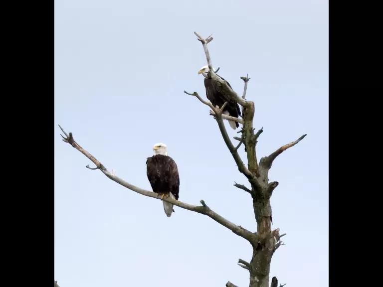 A bald eagle at the Sudbury Reservoir in Southborough, photographed by Steve Forman.