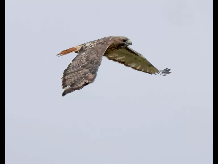 A red-tailed hawk at Breakneck Hill Conservation Land in Southborough, photographed by Steve Forman.