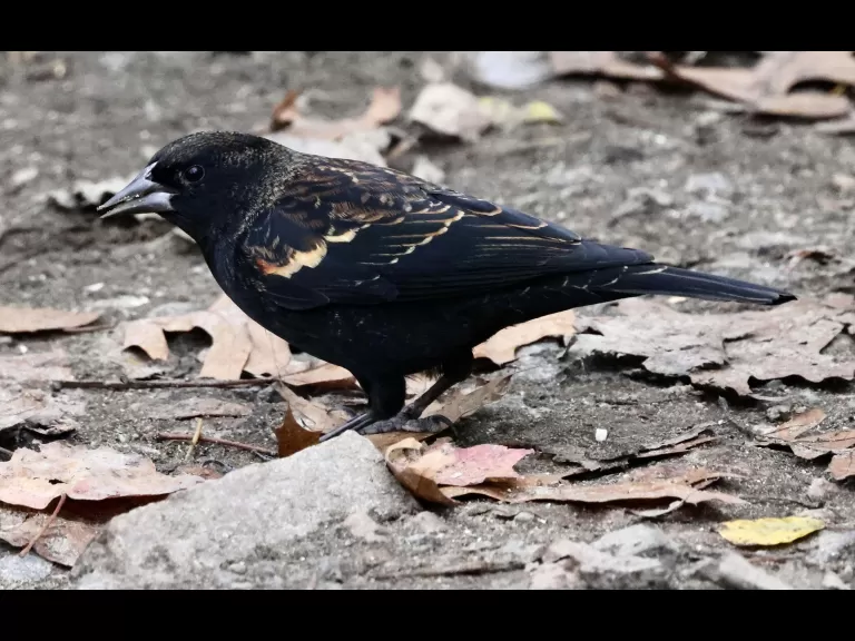 A red-winged blackbird at Hager Pond in Marlborough, photographed by Steve Forman.