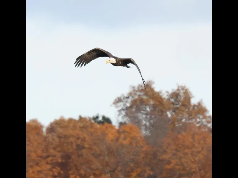 A bald eagle at the Sudbury Reservoir in Southborough, photographed by Steve Forman.