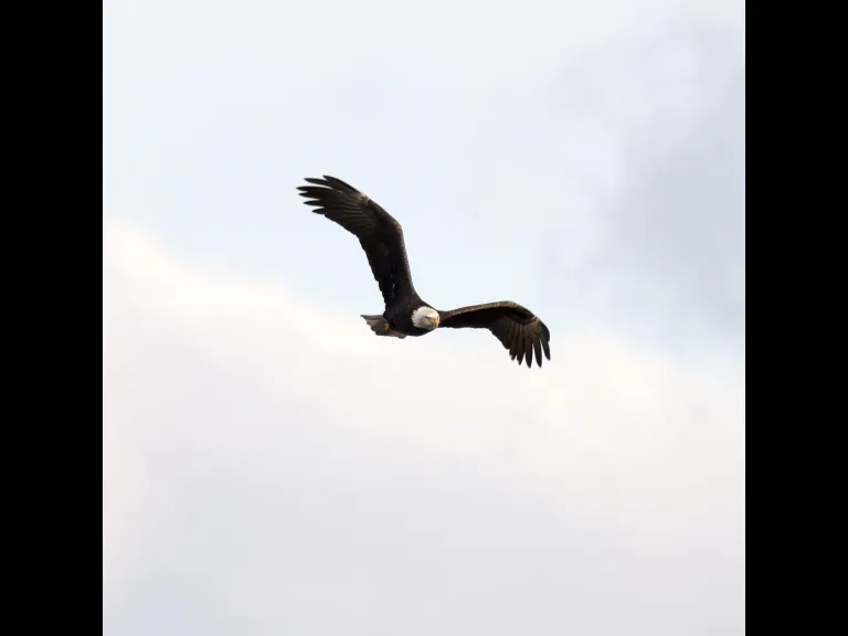 A bald eagle at the Sudbury Reservoir in Southborough, photographed by Steve Forman.