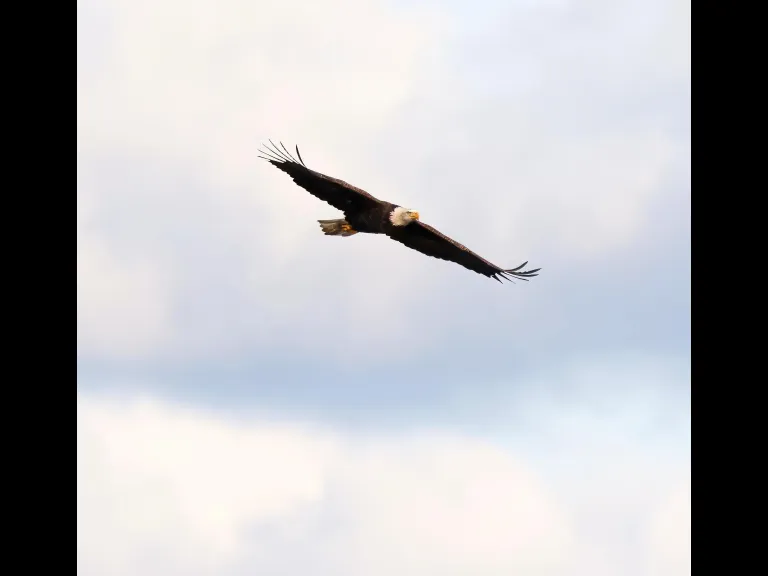 A bald eagle at the Sudbury Reservoir in Southborough, photographed by Steve Forman.