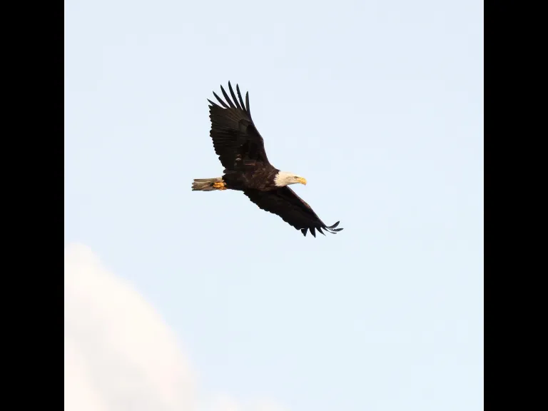 A bald eagle at the Sudbury Reservoir in Southborough, photographed by Steve Forman.
