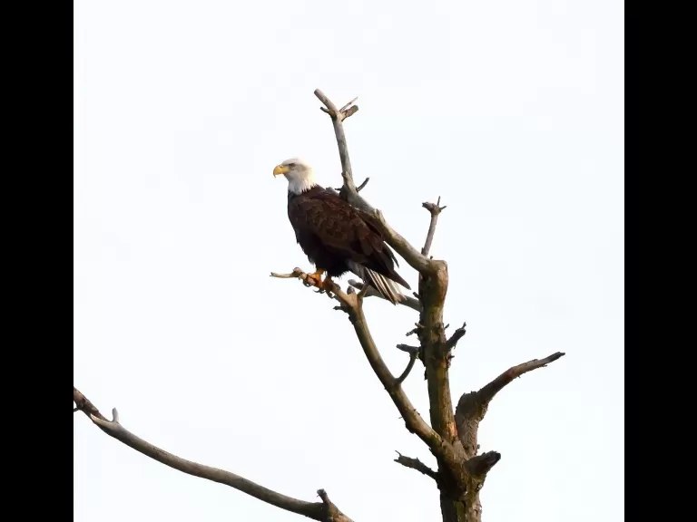 A bald eagle at the Sudbury Reservoir in Southborough, photographed by Steve Forman.
