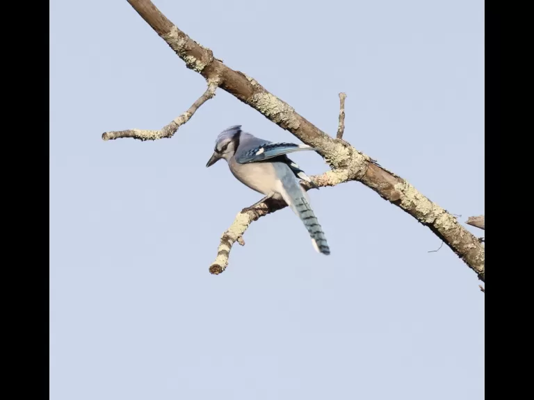 An American goldfinch at Breakneck Hill Conservation Land in Southborough, photographed by Steve Forman.