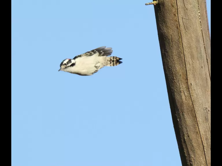 An American goldfinch at Breakneck Hill Conservation Land in Southborough, photographed by Steve Forman.