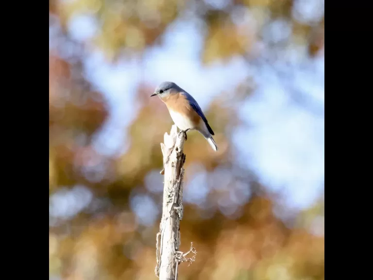 An American goldfinch at Breakneck Hill Conservation Land in Southborough, photographed by Steve Forman.