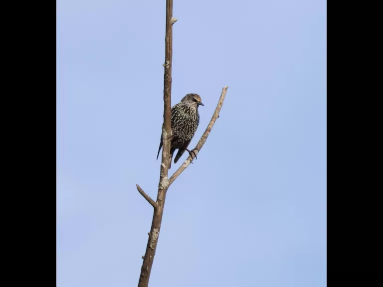 An American goldfinch at Breakneck Hill Conservation Land in Southborough, photographed by Steve Forman.