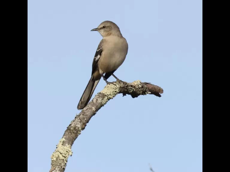An American goldfinch at Breakneck Hill Conservation Land in Southborough, photographed by Steve Forman.