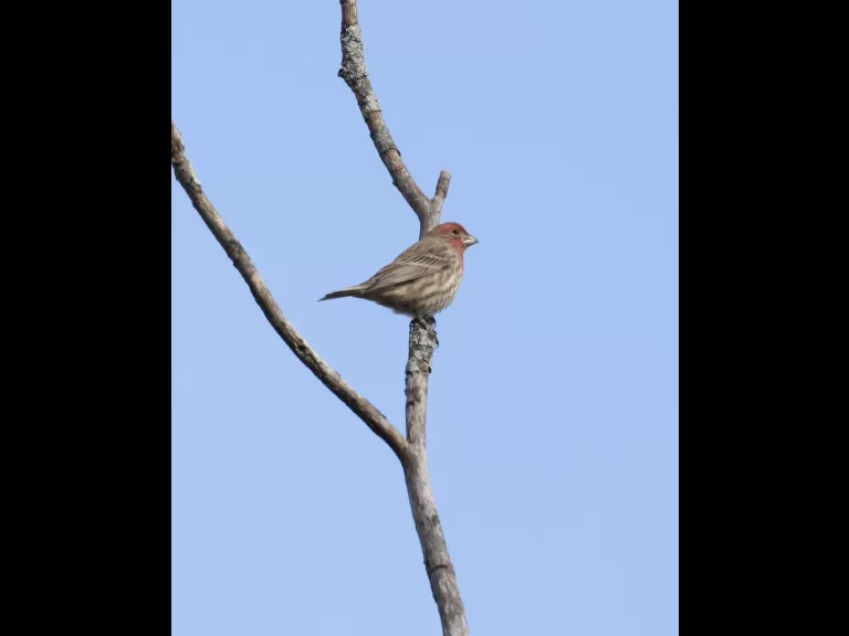 An American goldfinch at Breakneck Hill Conservation Land in Southborough, photographed by Steve Forman.
