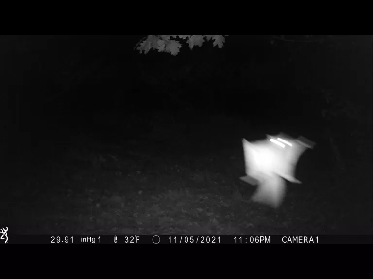 A flying squirrel in Harvard, photographed with an automatically triggered wildlife camera by Steve Cumming.