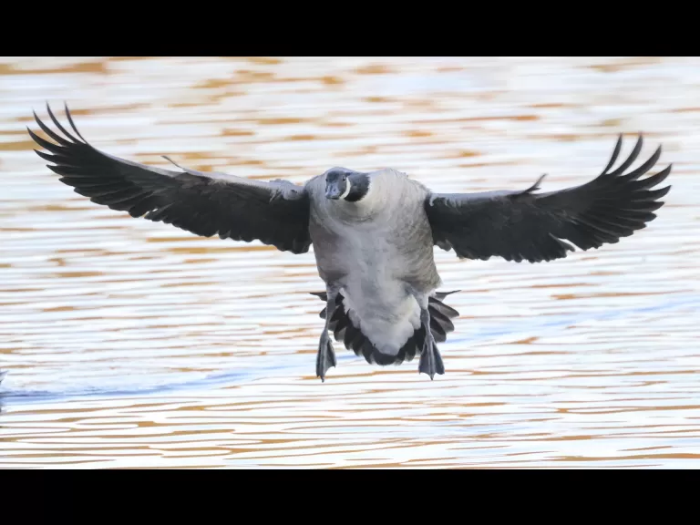 A Canada goose at Hager Pond in Marlborough, photographed by Steve Forman.