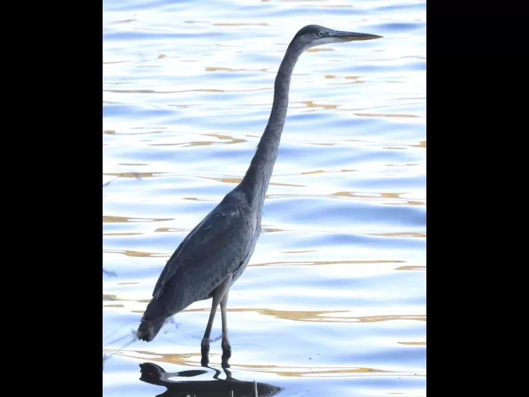 A bald eagle at the Sudbury Reservoir in Southborough, photographed by Steve Forman.