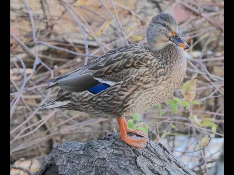 A Canada goose at Hager Pond in Marlborough, photographed by Steve Forman.