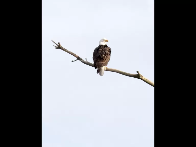 A bald eagle at the Sudbury Reservoir in Southborough, photographed by Steve Forman.