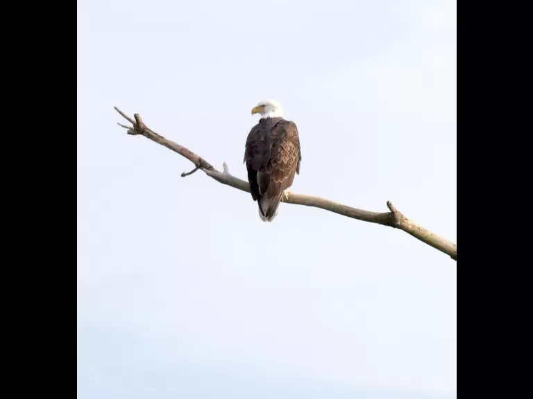 A bald eagle at the Sudbury Reservoir in Southborough, photographed by Steve Forman.