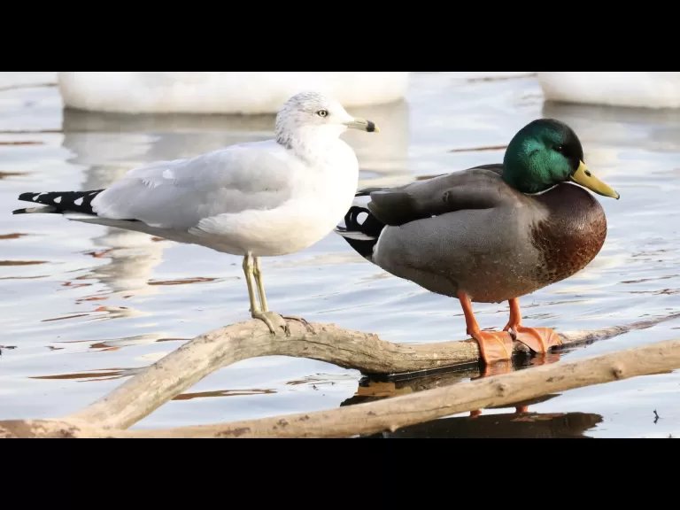 A ring-billed gull at Hager Pond in Marlborough, photographed by Steve Forman.