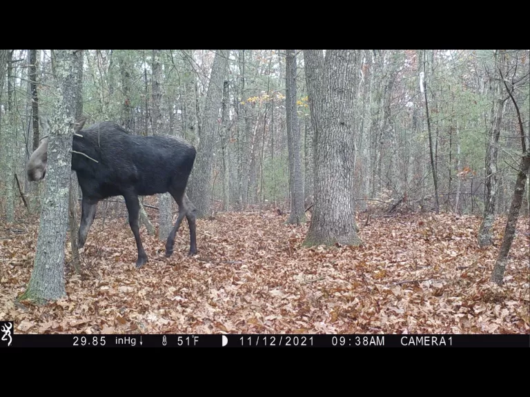 A moose in Harvard, photographed with an automatically triggered wildlife camera by Steve Cumming.