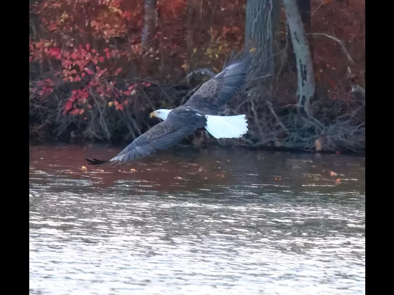 A ring-billed gull at Hager Pond in Marlborough, photographed by Steve Forman.
