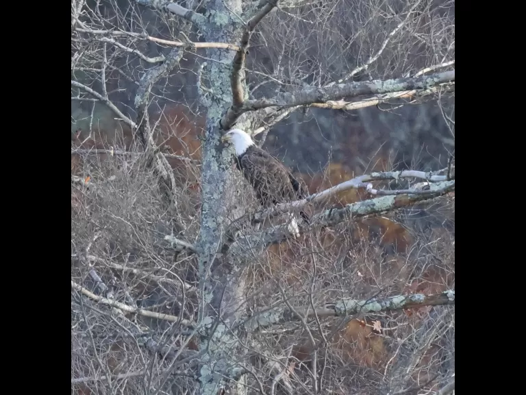 A ring-billed gull at Hager Pond in Marlborough, photographed by Steve Forman.