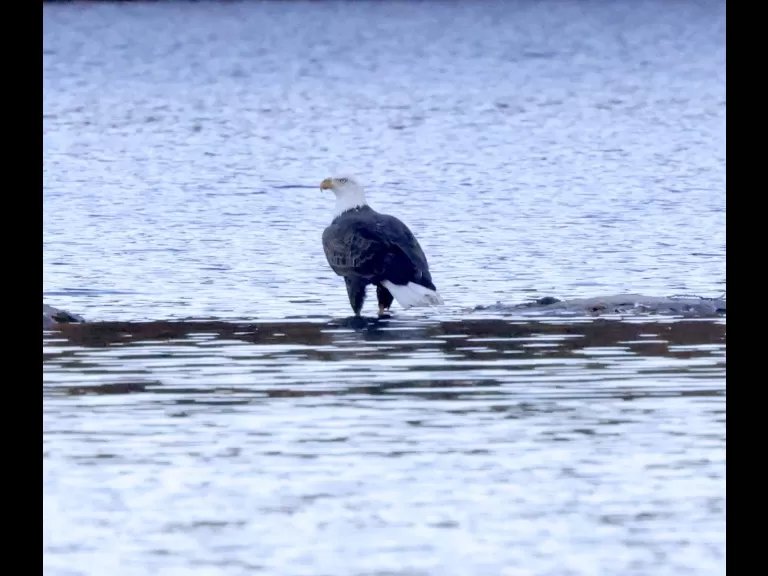A ring-billed gull at Hager Pond in Marlborough, photographed by Steve Forman.