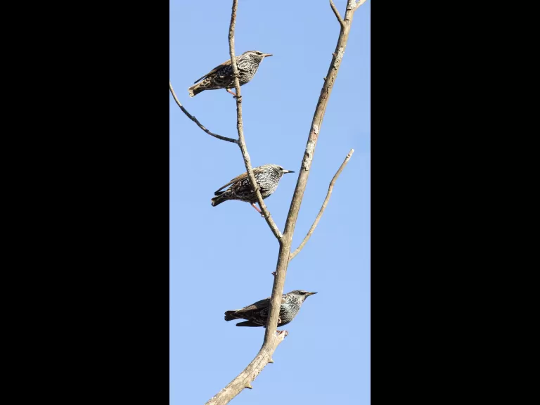 A red-tailed hawk at Breakneck Hill Conservation Land in Southborough, photographed by Steve Forman.