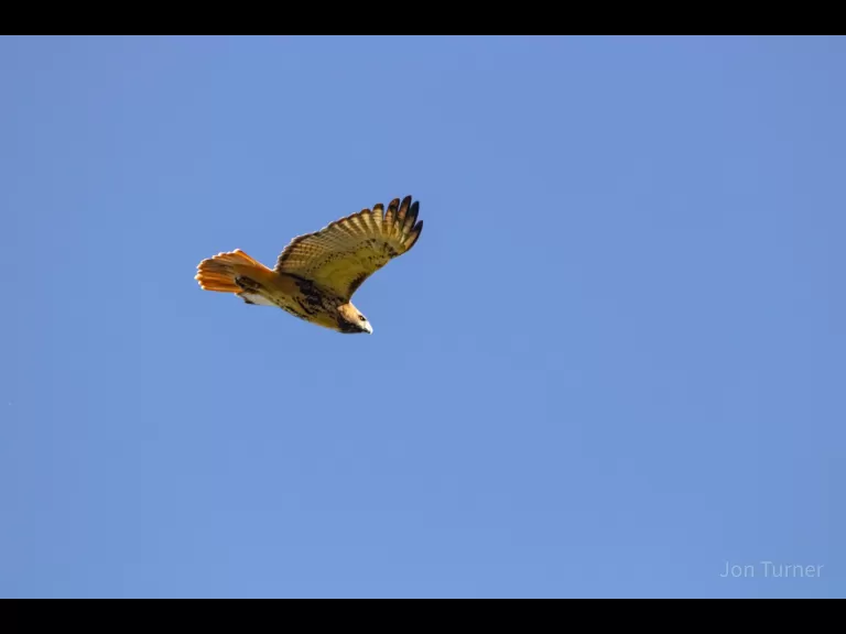 A black-capped chickadee in Harvard, photographed by Jon Turner.