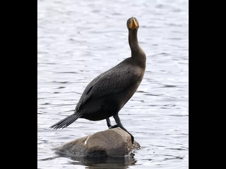 A double-crested cormorant at Hager Pond in Marlborough, photographed by Steve Forman.