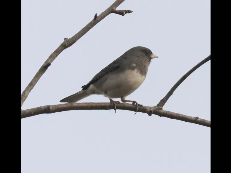 A northern mockingbird at Breakneck Hill Conservation Land in Southborough, photographed by Steve Forman.