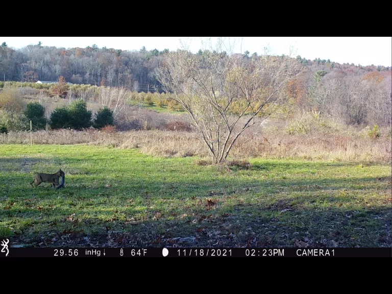A bobcat with a squirrel in Harvard, photographed with an automatically triggered wildlife camera in Harvard.