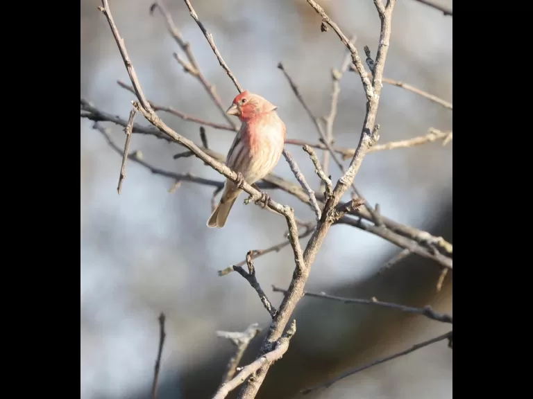 An eastern bluebird at Breakneck Hill Conservation Land in Southborough, photographed by Steve Forman.