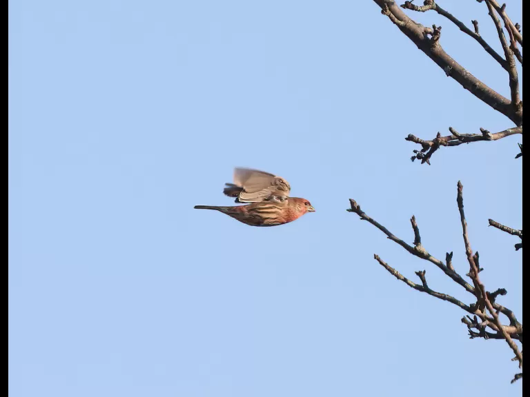 An eastern bluebird at Breakneck Hill Conservation Land in Southborough, photographed by Steve Forman.