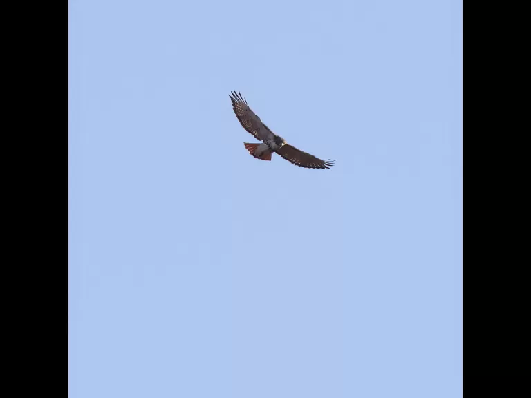 An eastern bluebird at Breakneck Hill Conservation Land in Southborough, photographed by Steve Forman.