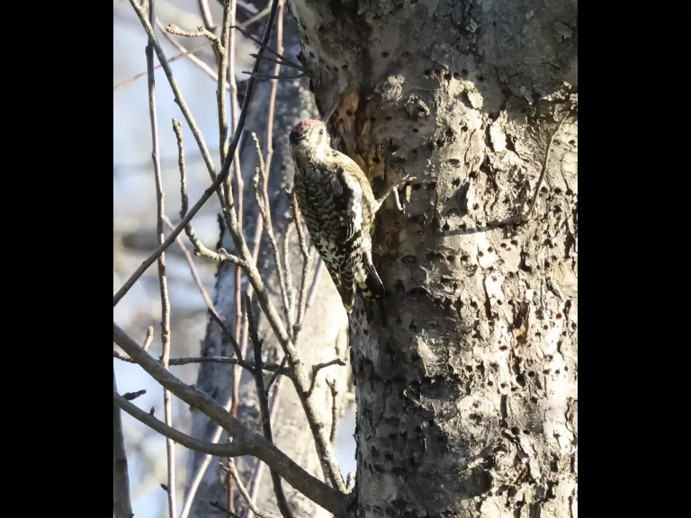An eastern bluebird at Breakneck Hill Conservation Land in Southborough, photographed by Steve Forman.