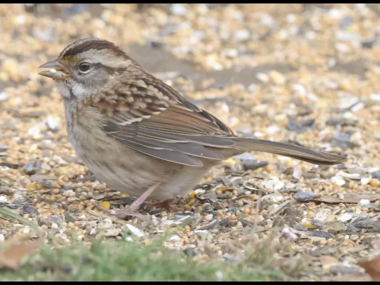 A dark-eyed junco in Framingham, photographed by Steve Forman.
