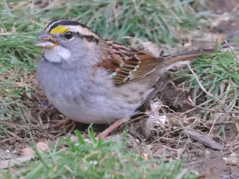 A dark-eyed junco in Framingham, photographed by Steve Forman.