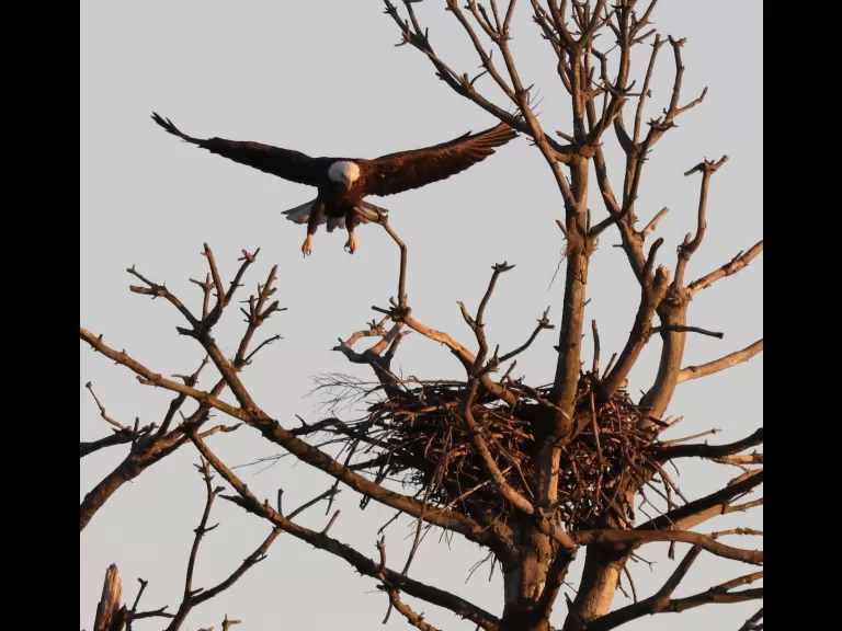 A bald eagle at the Sudbury Reservoir in Southborough, photographed by Steve Forman.