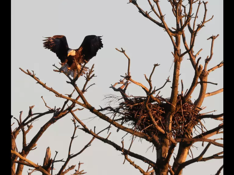 A bald eagle at the Sudbury Reservoir in Southborough, photographed by Steve Forman.